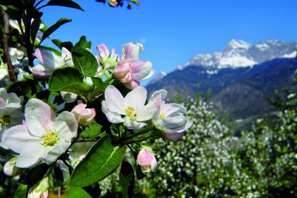 Pension Löwen (Algund)